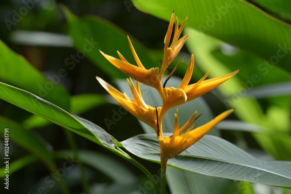 Obraz ヘリコニア