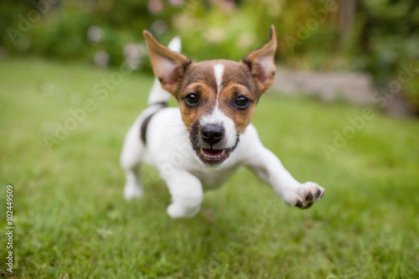 Fototapeta A very happy puppy is running with flappy ears trough a garden with green grass. It almost looks like he can fly. His mouth is open showing his tiny canine teeth.