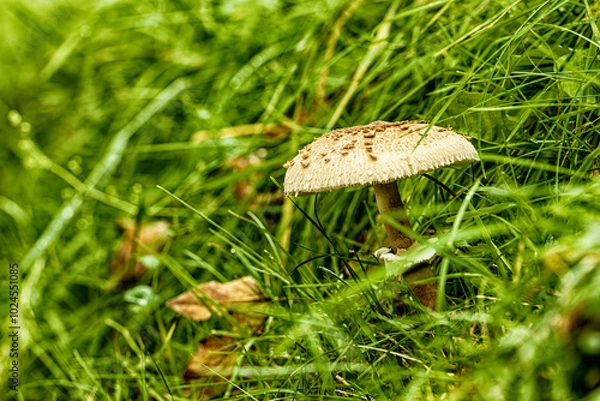 Obraz Pilz im Gras
