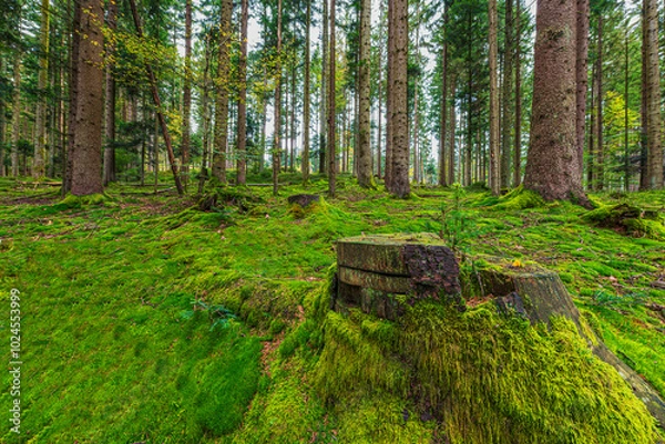 Obraz Waldimpression