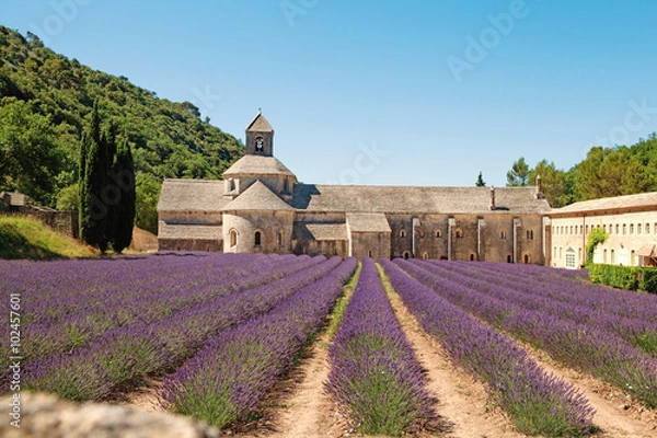 Fototapeta Senanque, Abbey in Provence with blooming rows lavender flowers.
