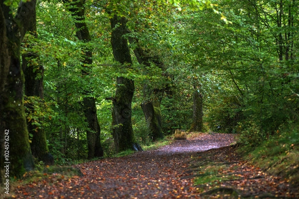 Obraz path in the forest