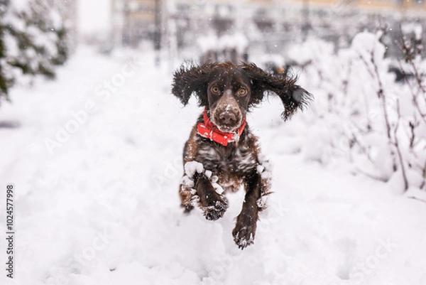 Obraz Russian spaniel dog walking outside in winter, playing with me, coming into snowdrifts. The benefits of active walks for hunting dogs
