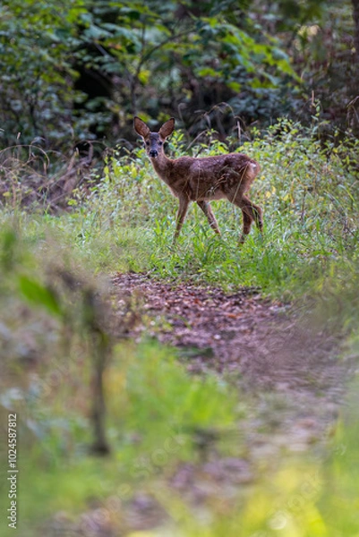 Obraz Reh im Wald