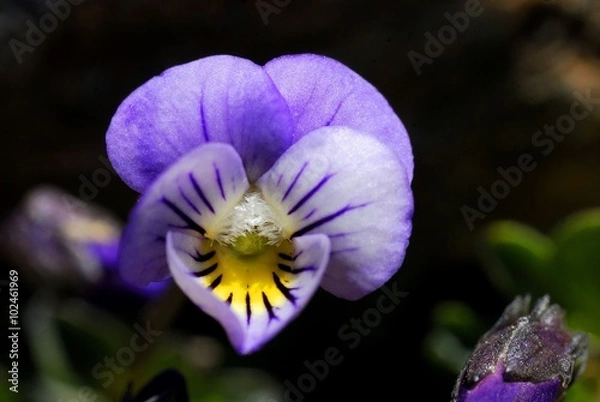 Obraz Violeta de Sierra Nevada (Granada, Spain)