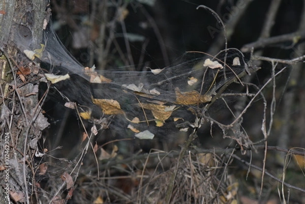 Fototapeta spider in the forest