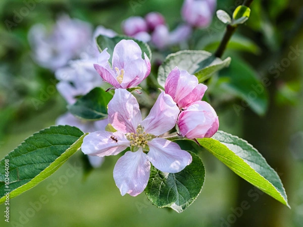 Obraz Apfelbaum Blüten