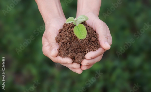 Obraz A man is holding a small plant in his hands on a green background. The plant is in the hands and surrounded by earth. The concept of environmental problems