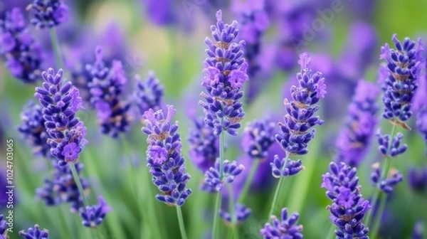 Fototapeta Scented and soothing plants thrive.