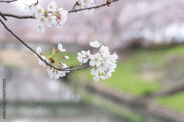 Obraz 満開になった川沿いの桜並木