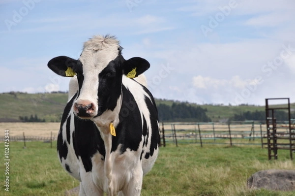 Obraz 乳牛　美ヶ原高原