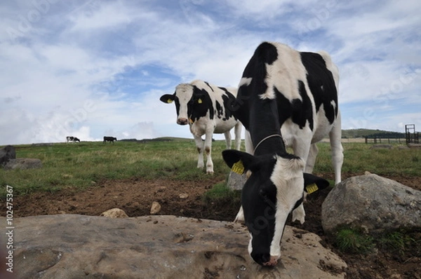 Fototapeta 乳牛　美ヶ原高原