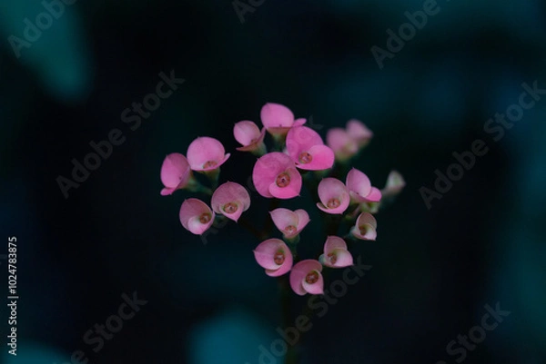 Obraz flower in the garden