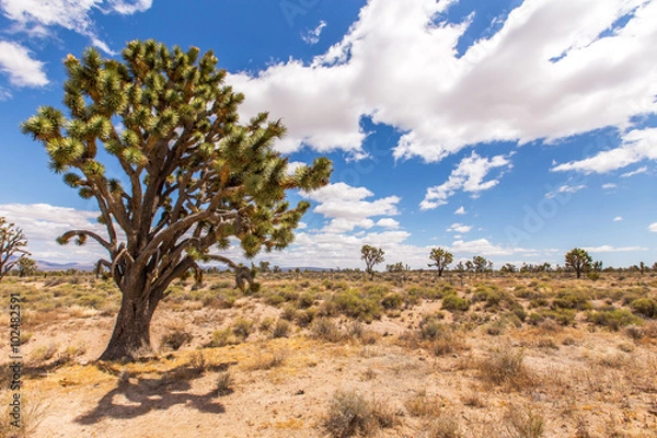 Fototapeta Nevada Desert