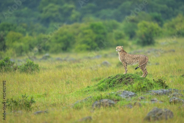 Fototapeta Female cheetah standing on grassy termite mound
