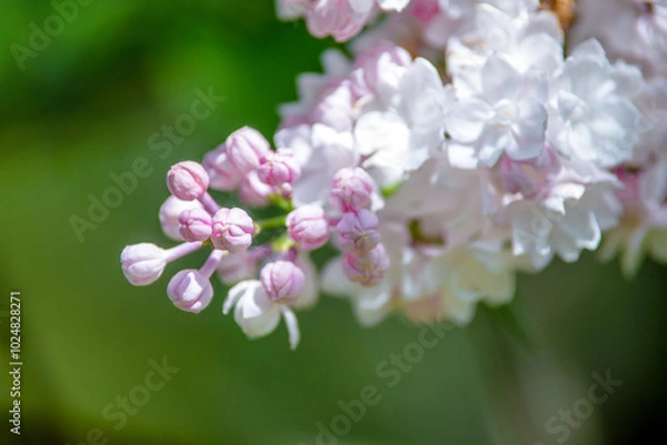 Fototapeta Pink lilac blooms in the Botanical garden
