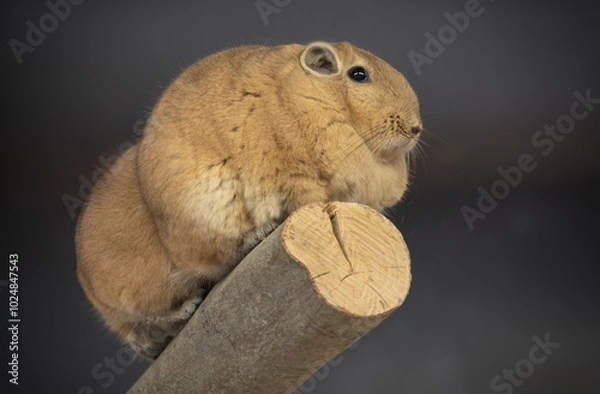 Obraz Ctenodactylus gundi