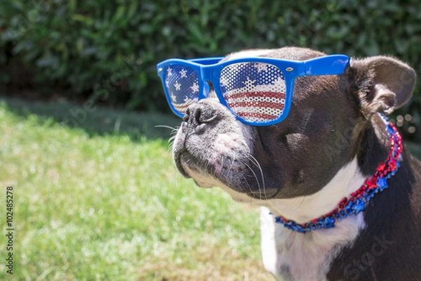 Fototapeta Pies Boston Terrier w okularach przeciwsłonecznych i naszyjniku z okazji czwartego lipca