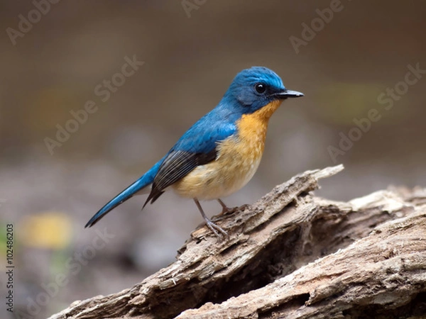 Obraz blue hill flycatcher