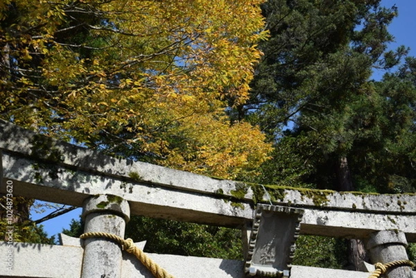 Fototapeta 神社の鳥居と木