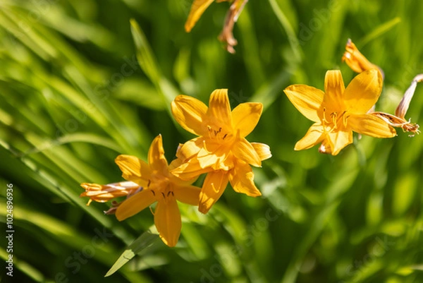 Fototapeta Bright yellow lily flowers grow in summer garden on a sunny day