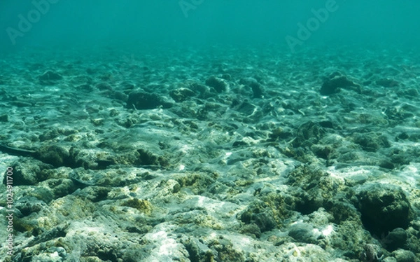 Fototapeta Deep blue seabed with rocks, seaweed and sand generative AI