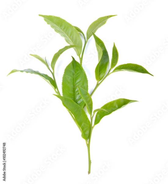 Fototapeta green tea leaf on white background
