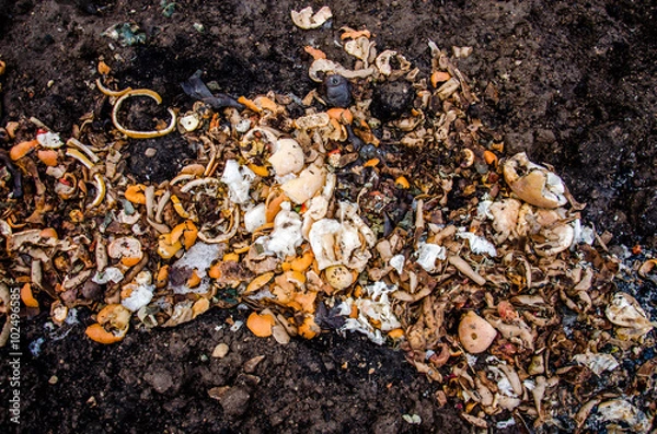 Fototapeta a pile of food waste, such  as eggshells and fruit and vegetable peels on the ground with snow. Composting pile of rotting kitchen fruits 