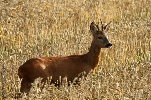 Obraz Junger Rehbock im Getreidefeld