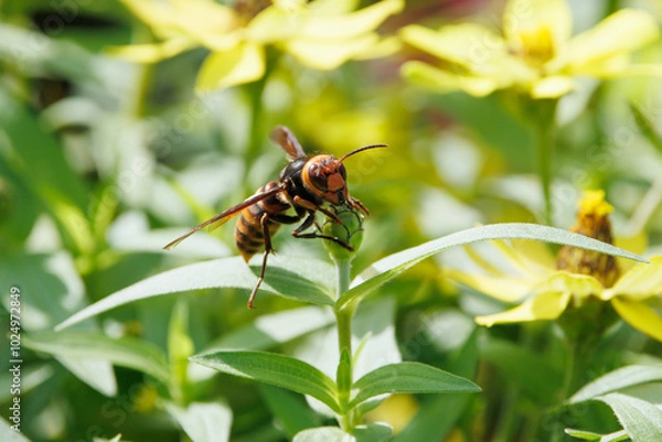 Obraz オオスズメバチ