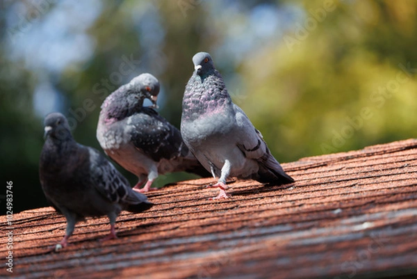 Obraz 喉を膨らませて求愛するカワラバト