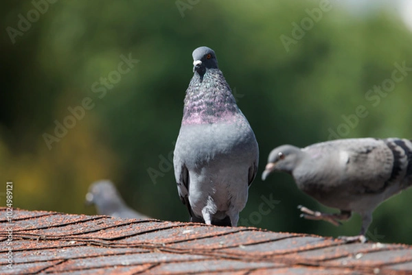 Obraz Threatening rock pigeon