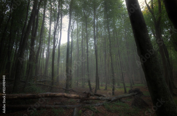 Obraz Nebeliger Wald