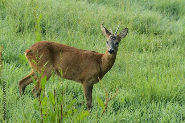 Obraz Junger Rehbock auf grüner Wiese