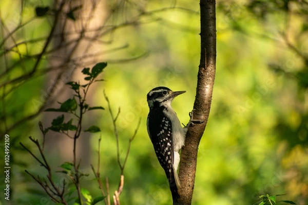 Obraz Woodpecker