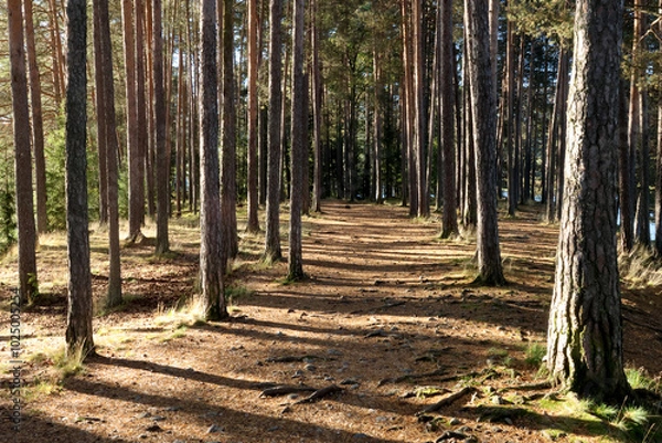 Fototapeta In the forest