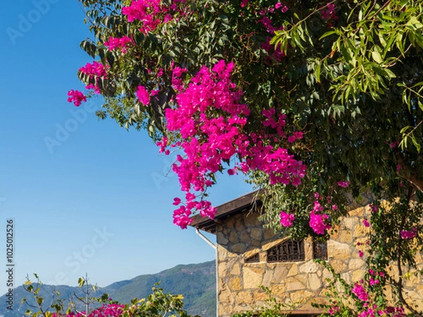 Obraz Alanya flowers
