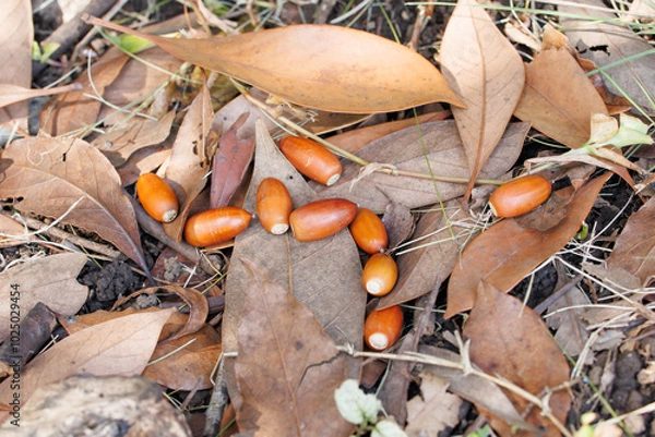 Obraz どんぐり拾い（マテバシイ）