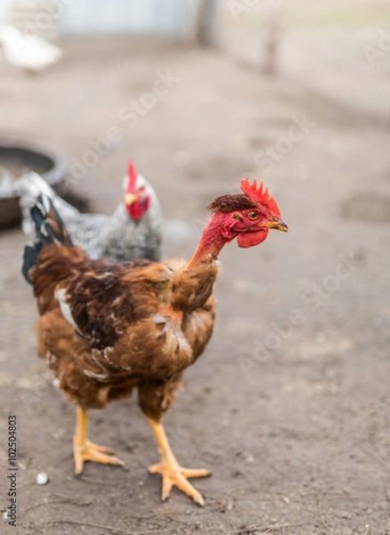 Obraz Nacked neck rooster.