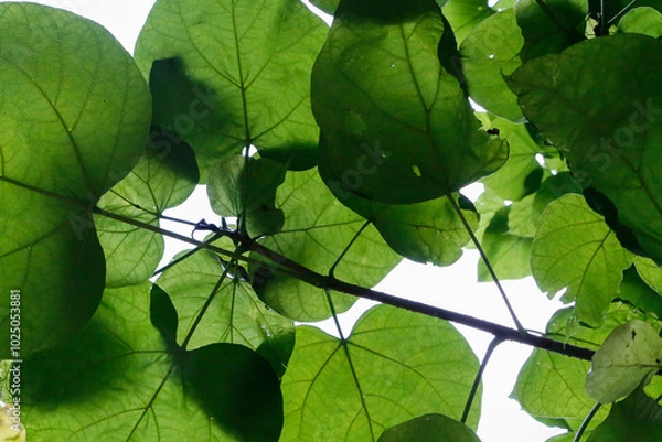 Obraz Blätter-Arbo 3