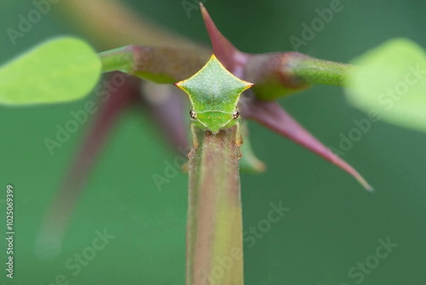 Fototapeta Green buffalo treehopper