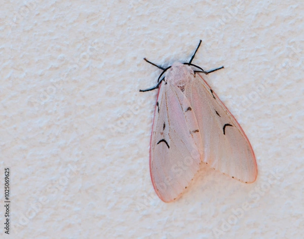 Fototapeta a moth against a white wall