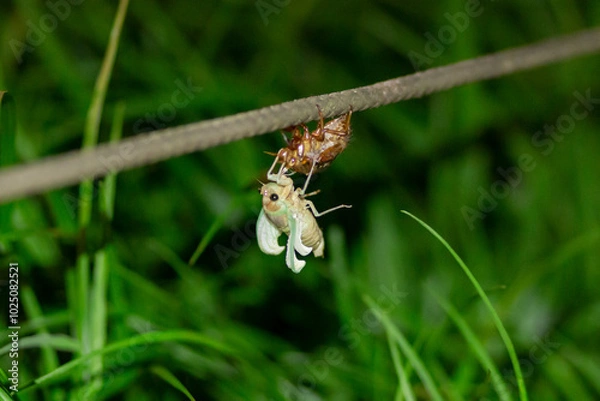 Obraz 東京都　上野公園　アブラゼミの羽化
