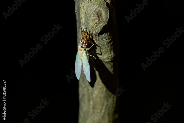 Obraz 東京都　上野公園　アブラゼミの羽化