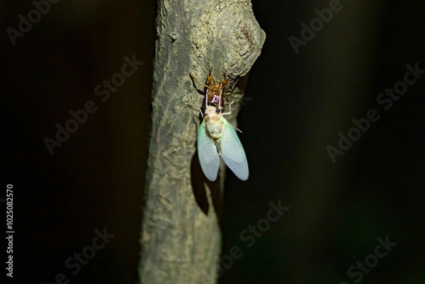Obraz 東京都　上野公園　アブラゼミの羽化