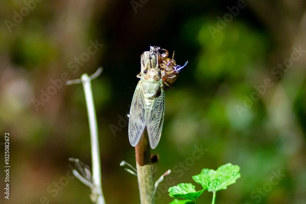 Obraz 東京都　上野公園　アブラゼミの羽化