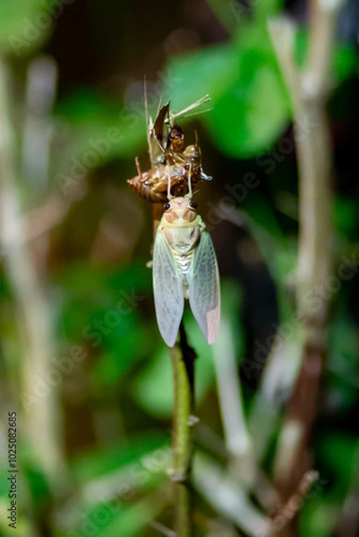 Obraz 東京都　上野公園　アブラゼミの羽化
