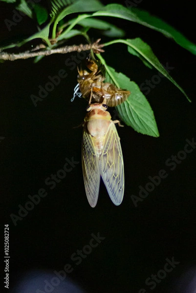 Obraz 東京都　上野公園　アブラゼミの羽化