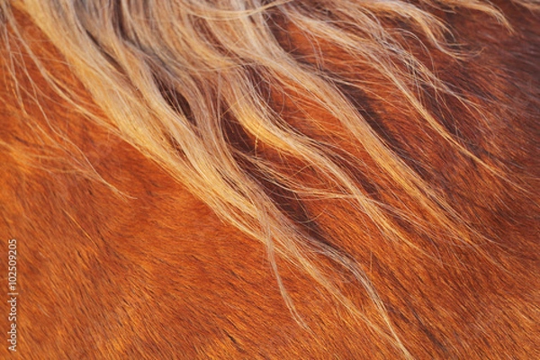 Fototapeta A close up of the hair and manes of a horse lit up by light with warm tones 