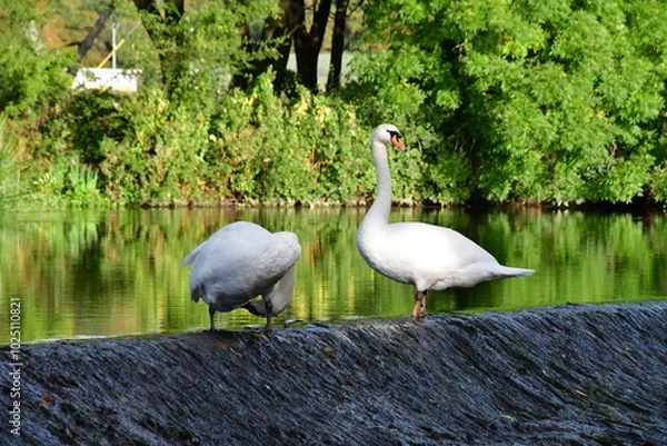 Obraz Mute swan on the river Nore, Kilkenny, Ireland